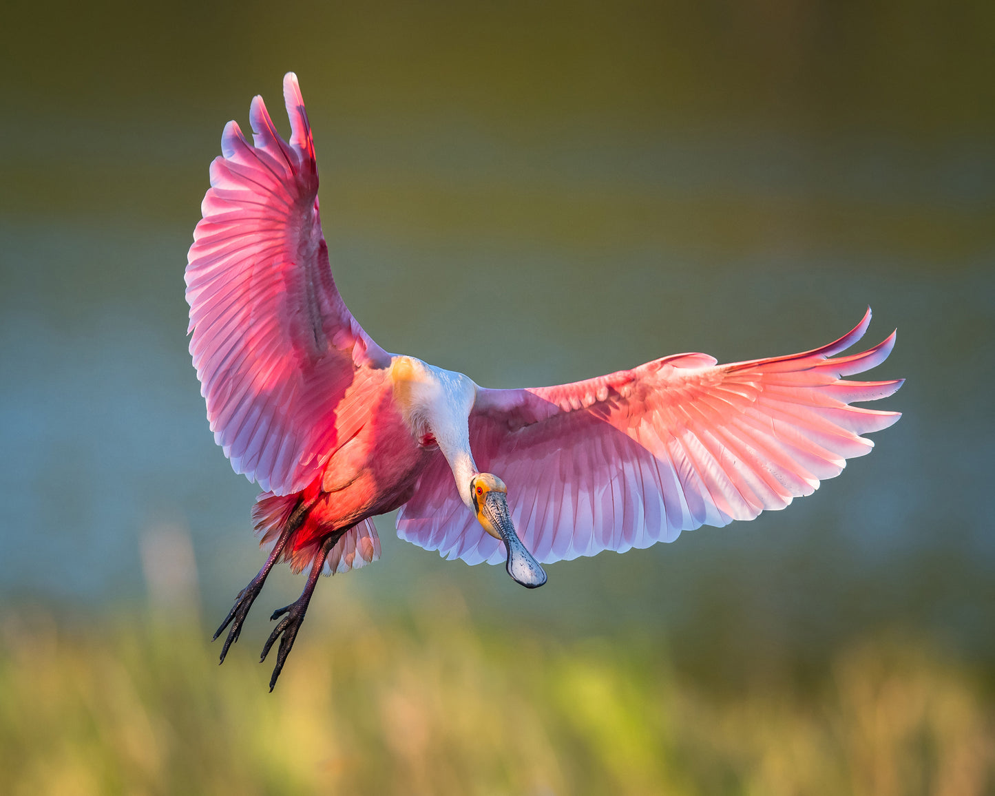 Roseate Spoonbill