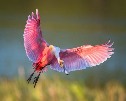 Roseate Spoonbill