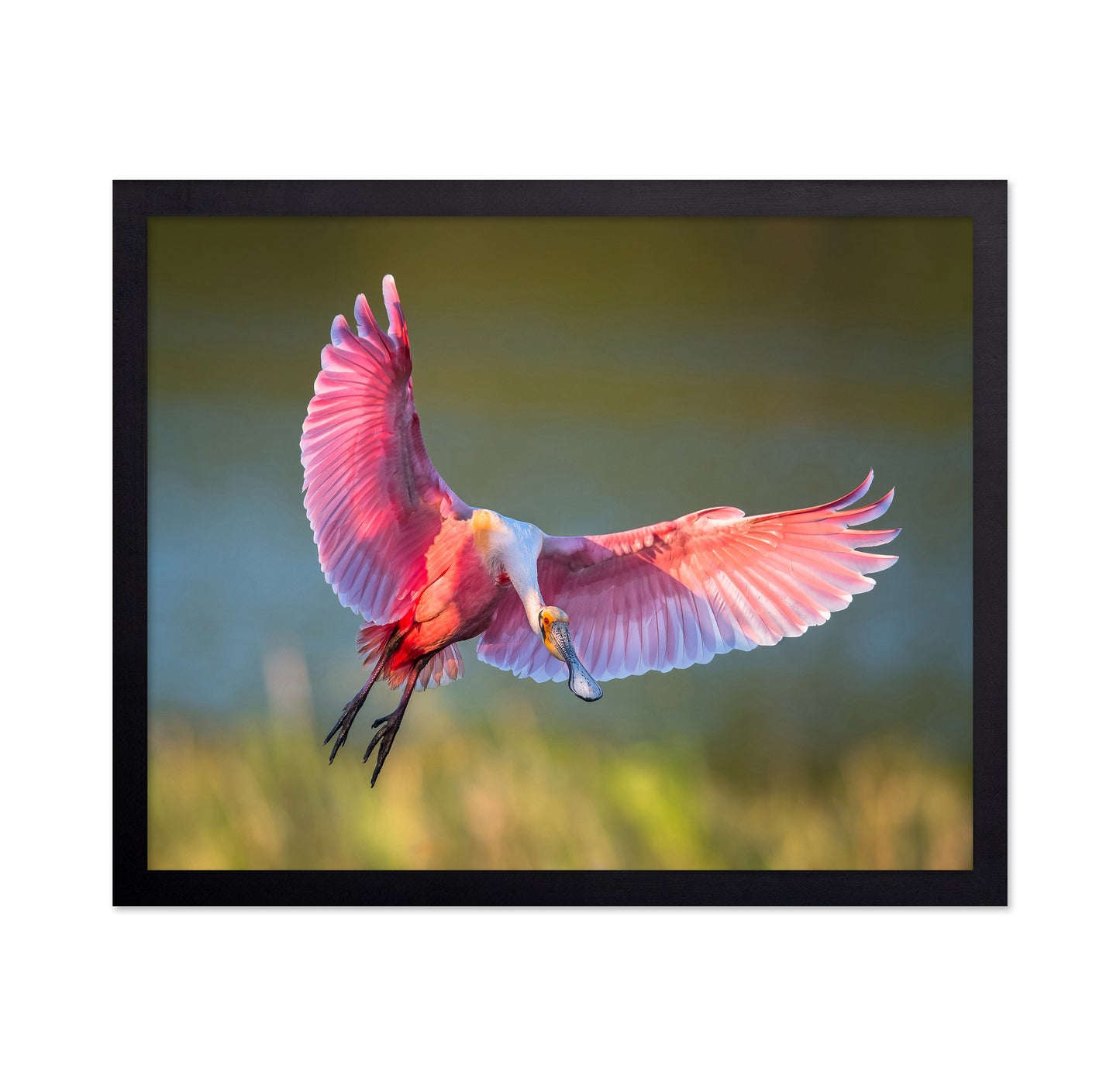 Roseate Spoonbill