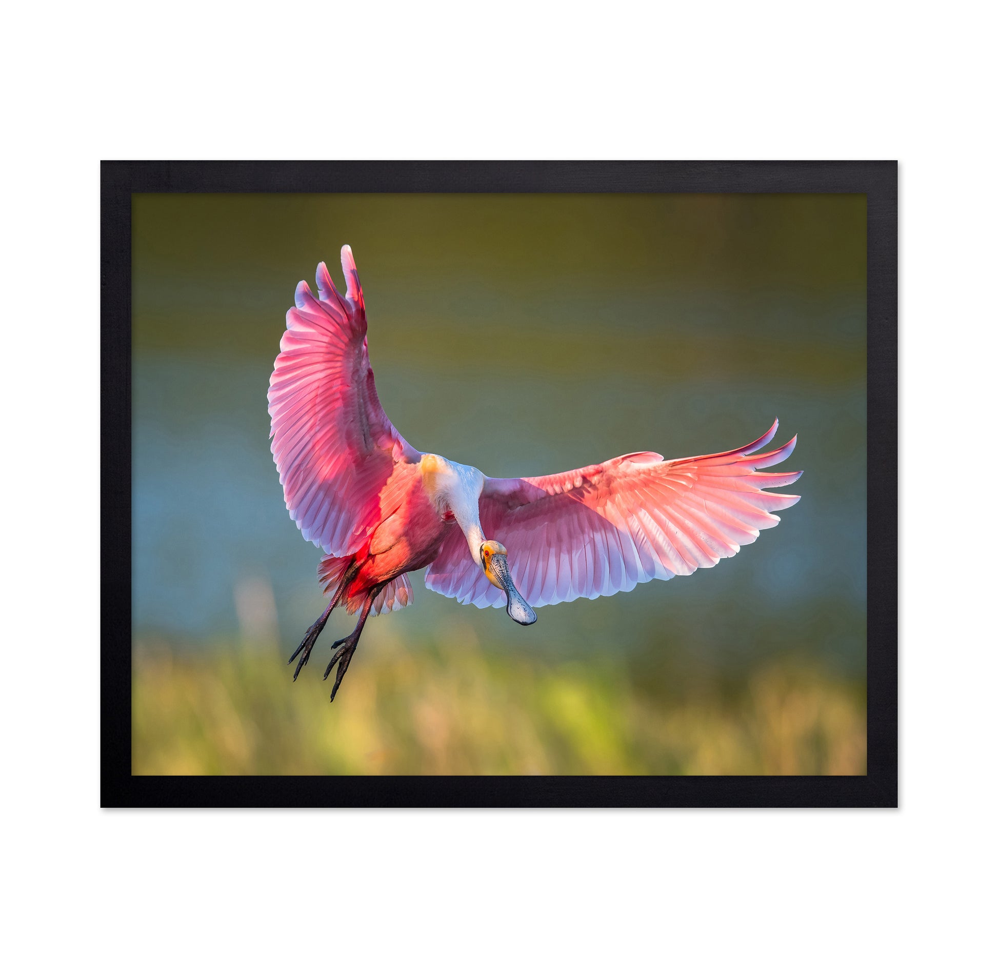 Roseate Spoonbill