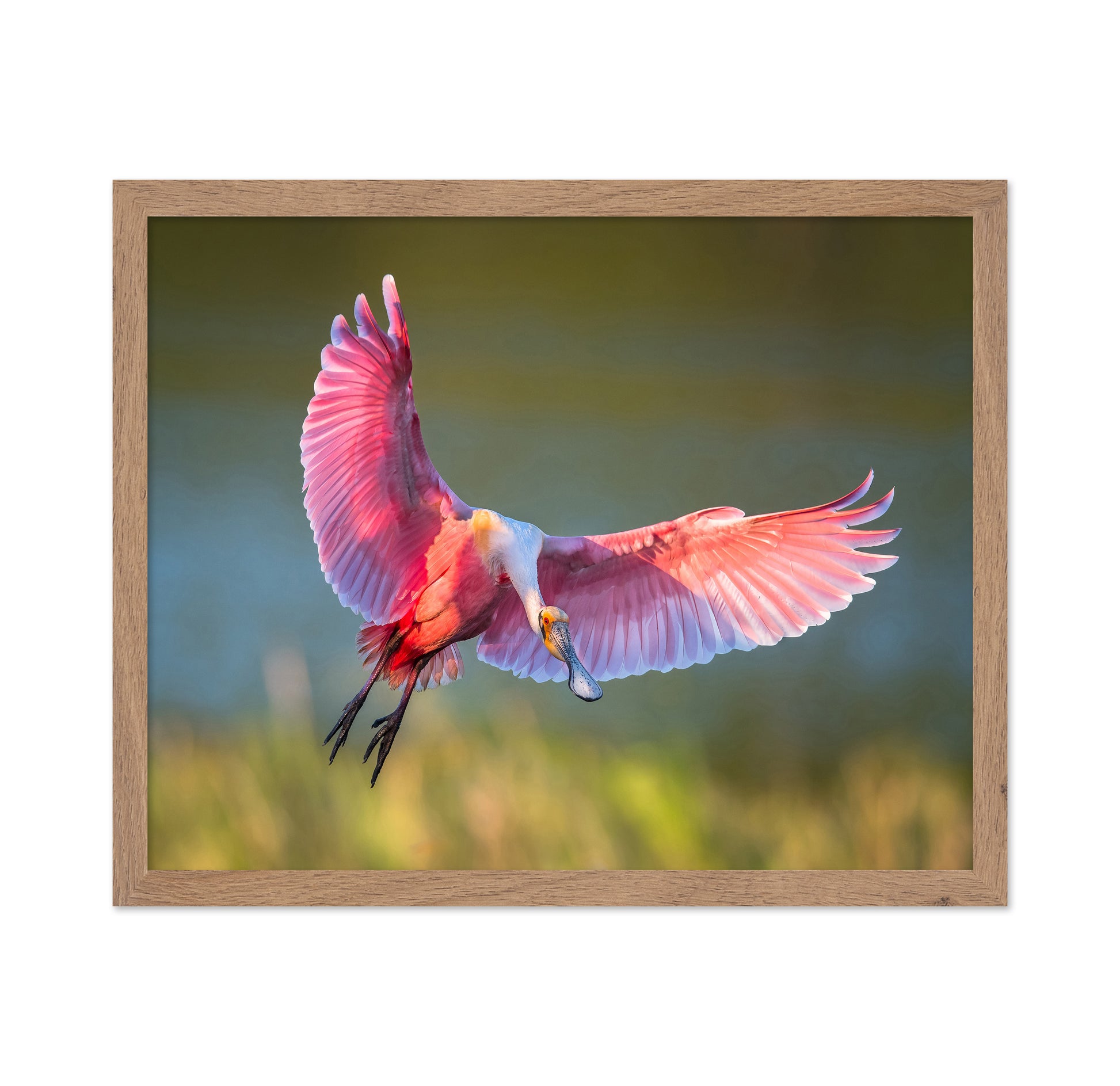Roseate Spoonbill