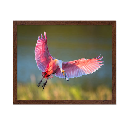 Roseate Spoonbill