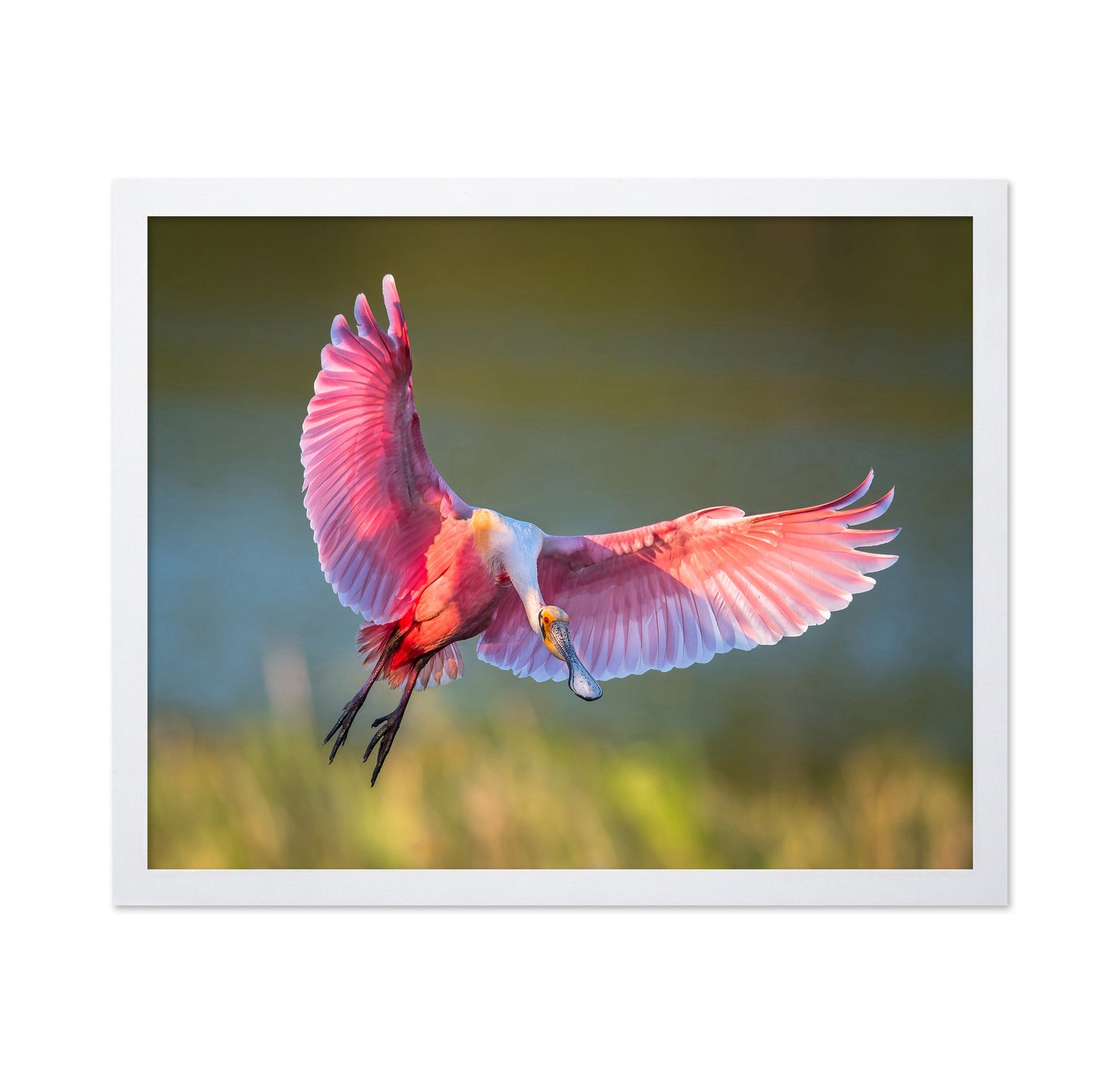 Roseate Spoonbill