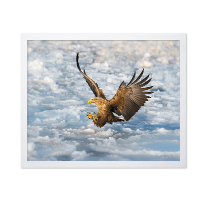 White-Tailed Eagle