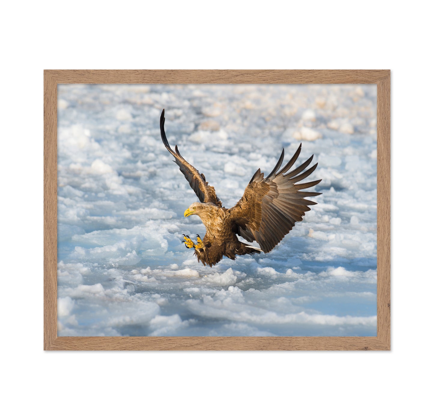 White-Tailed Eagle