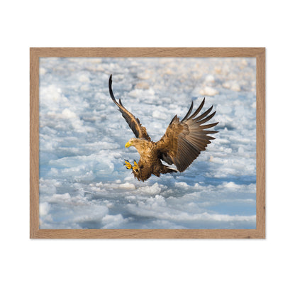 White-Tailed Eagle