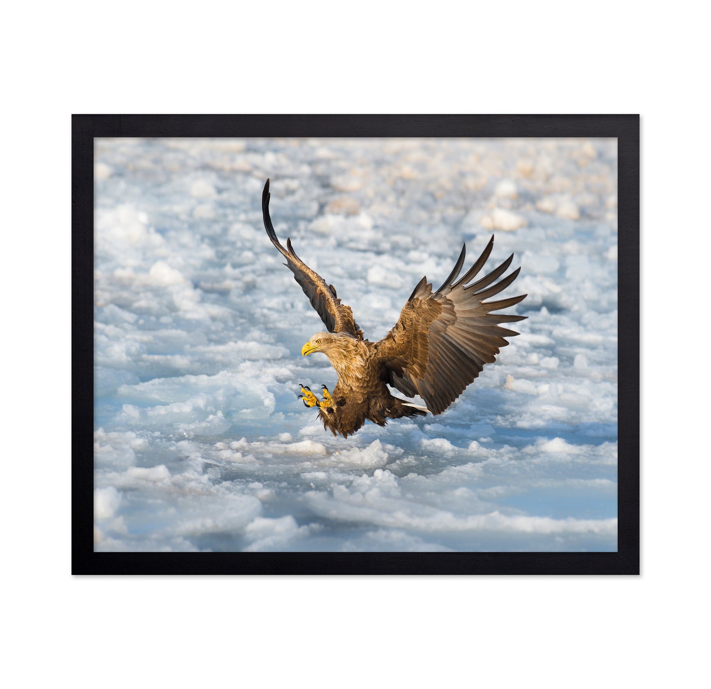 White-Tailed Eagle