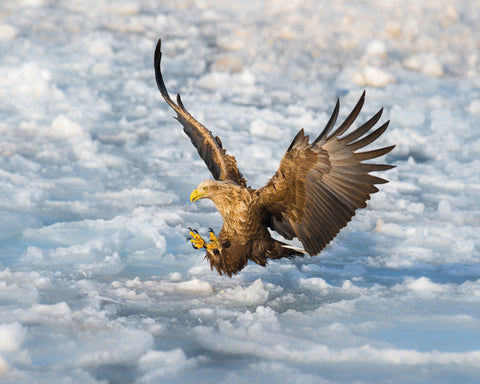 White-Tailed Eagle
