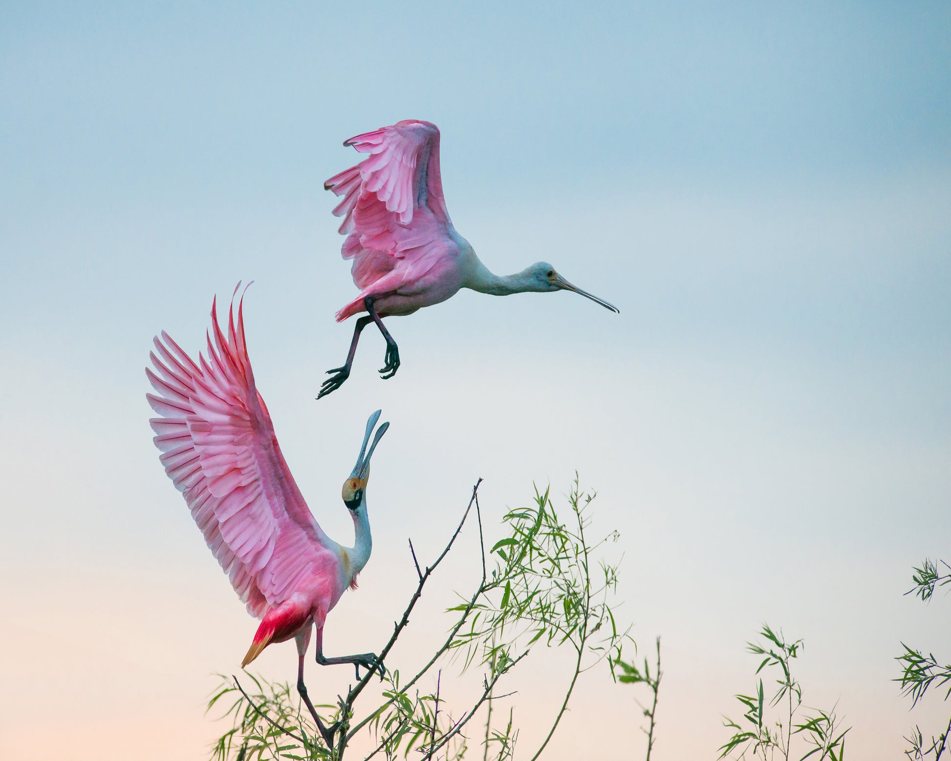 Rosy Pair