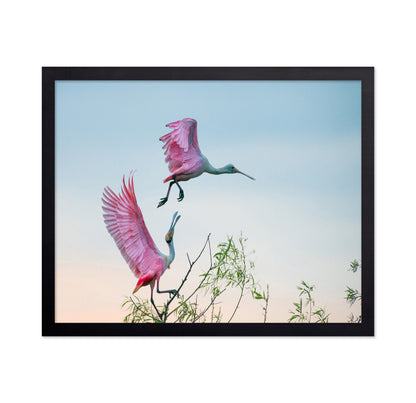 Rosy Pair