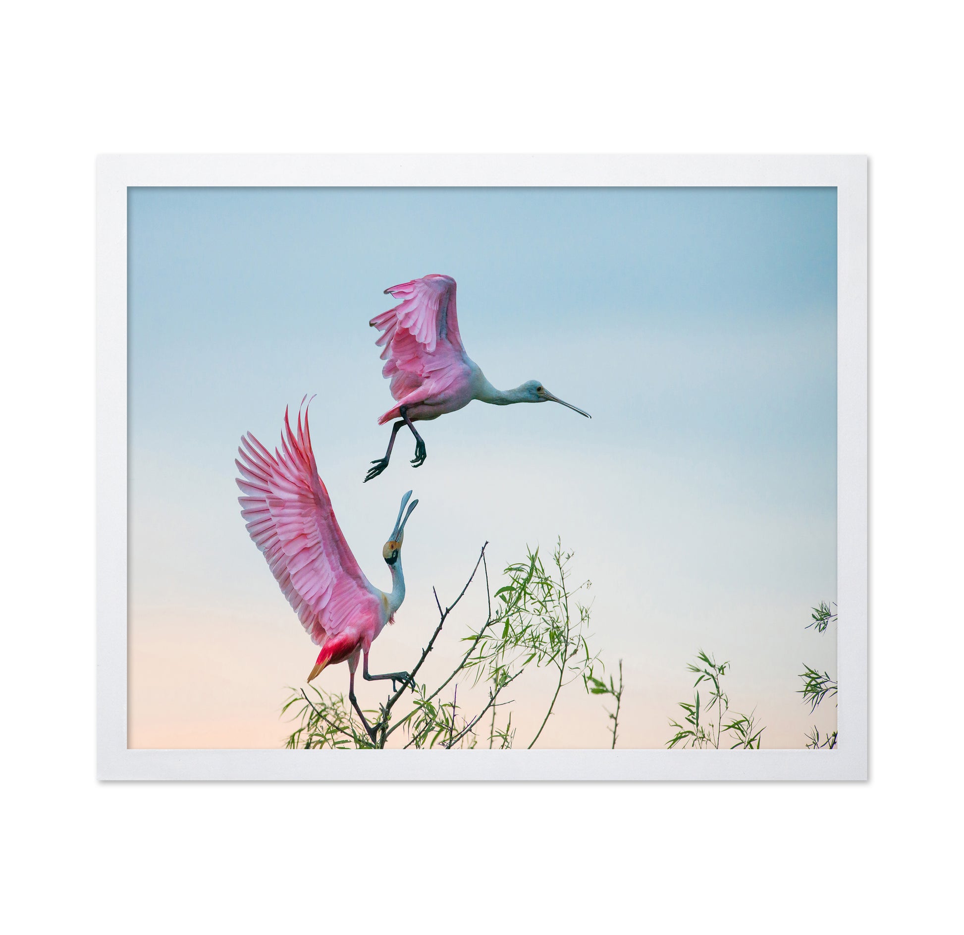 Rosy Pair