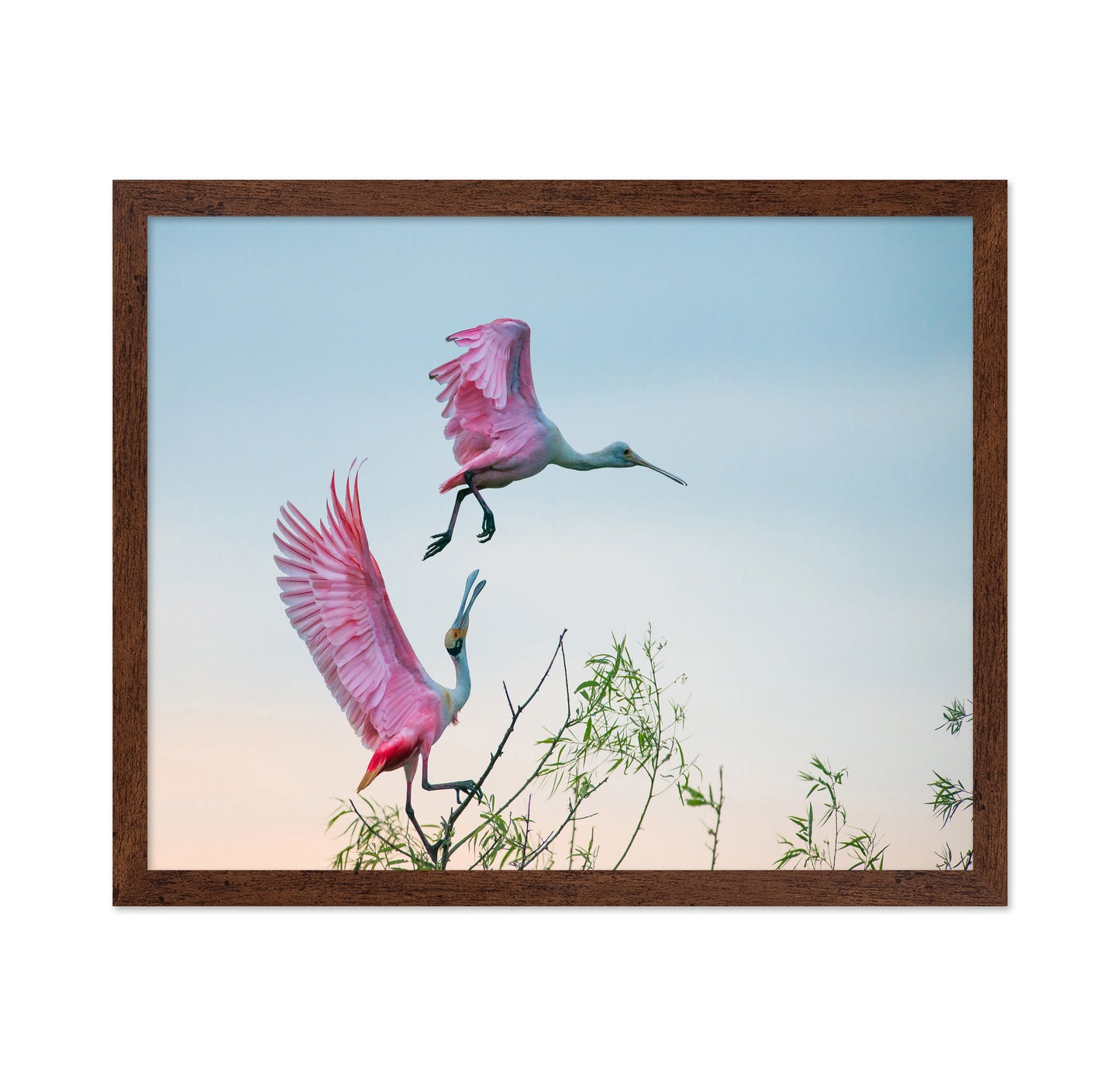 Rosy Pair
