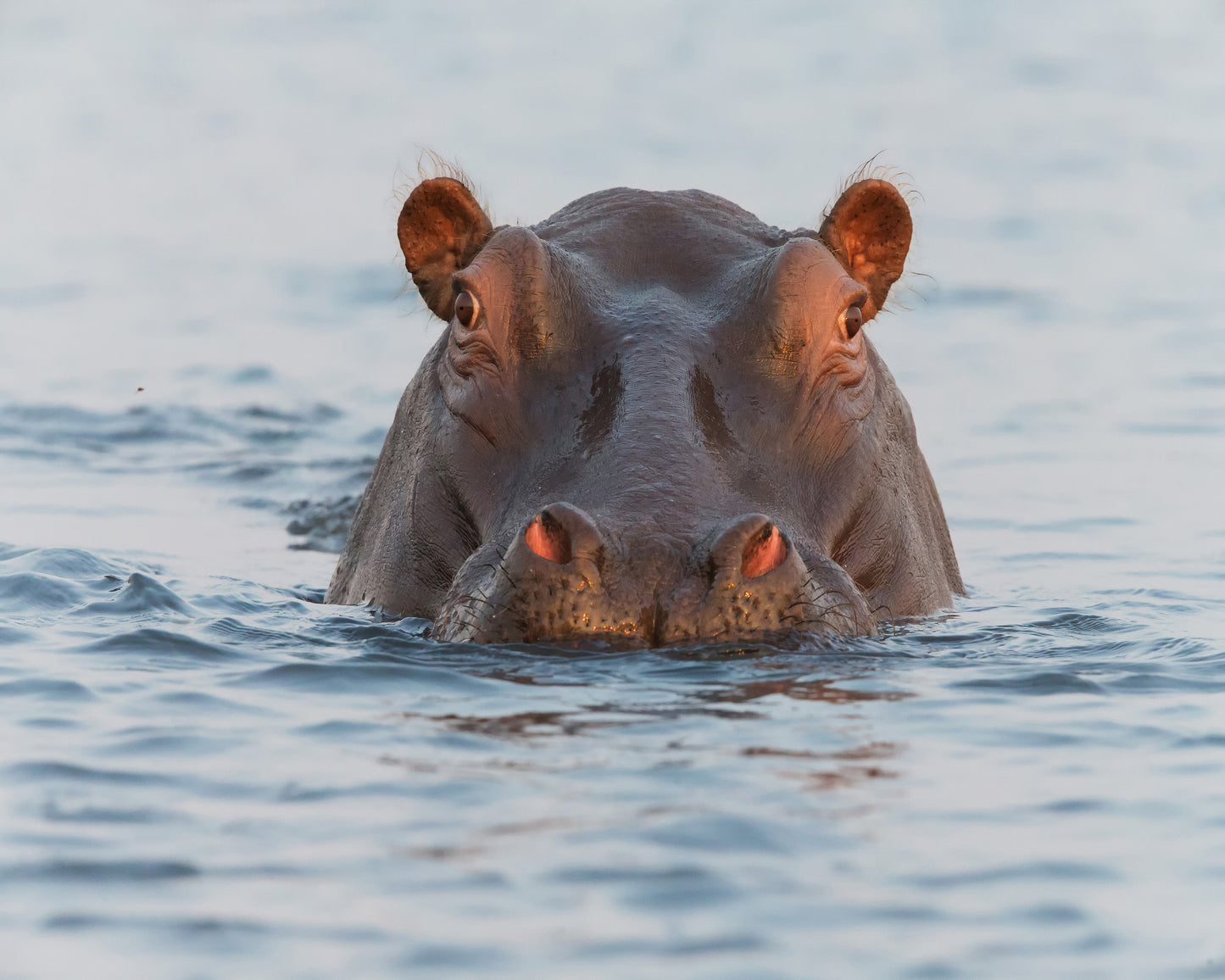 On Chobe River
