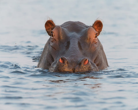 On Chobe River