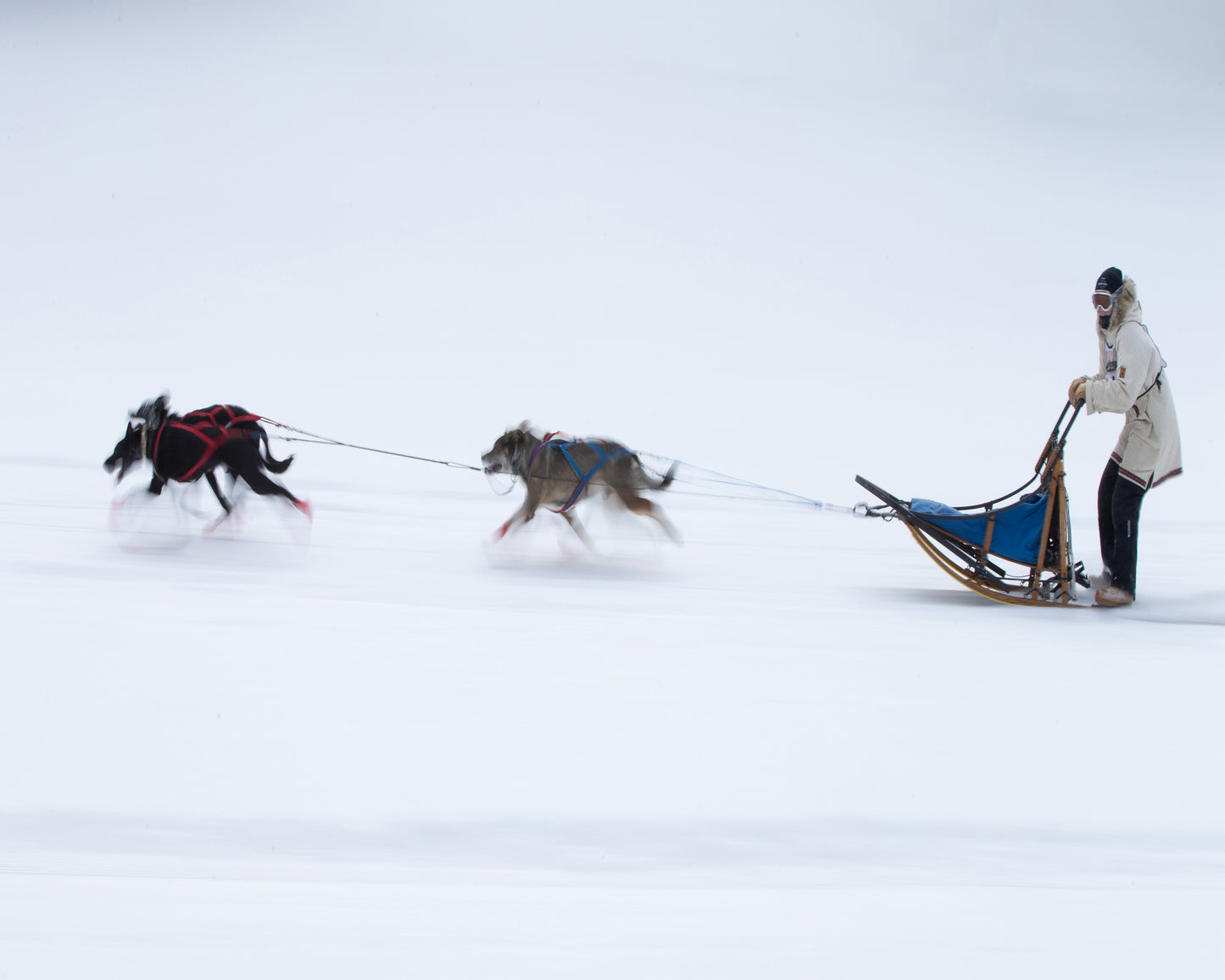 Sled Dogs Race