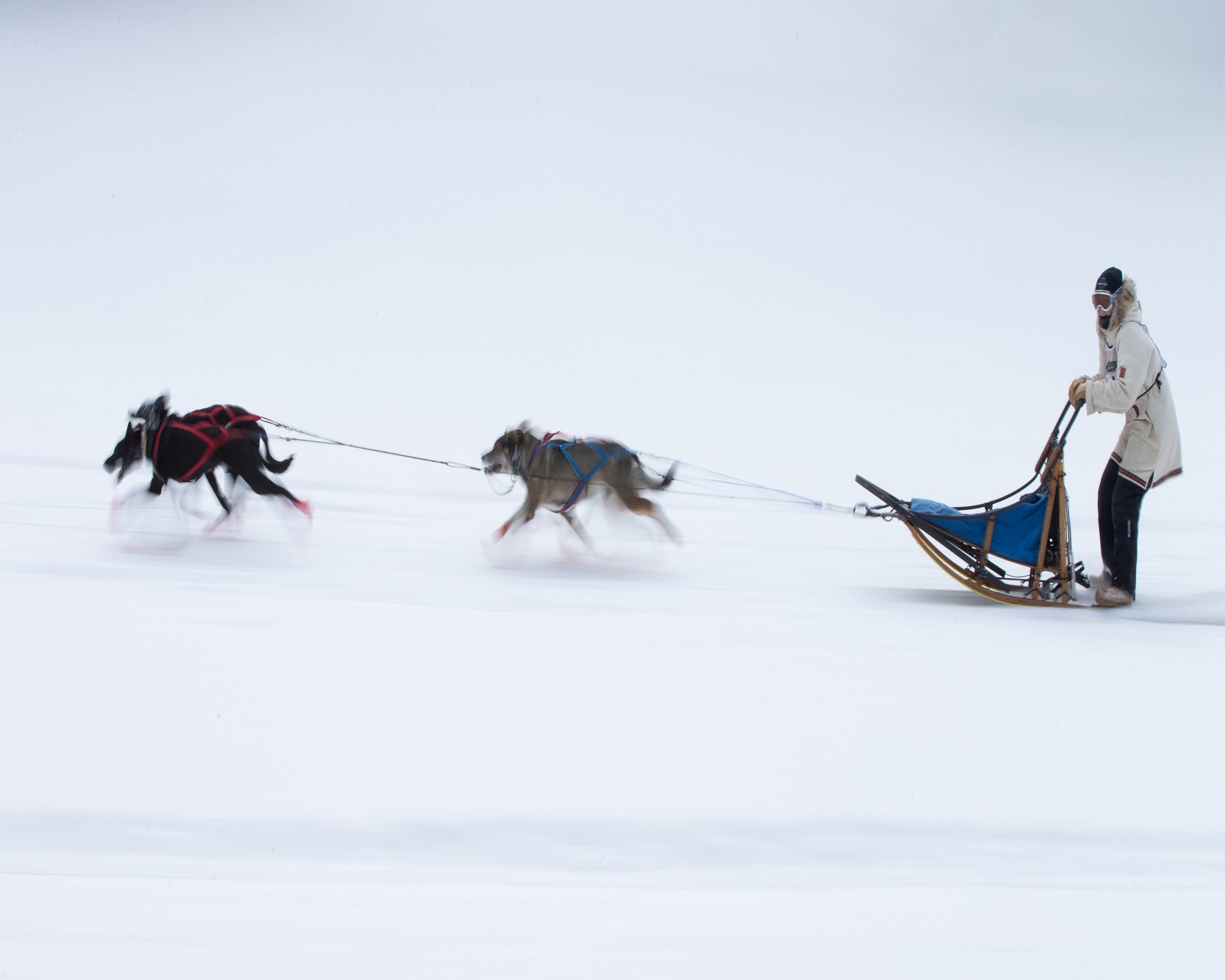 Sled Dogs Race