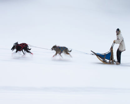 Sled Dogs Race