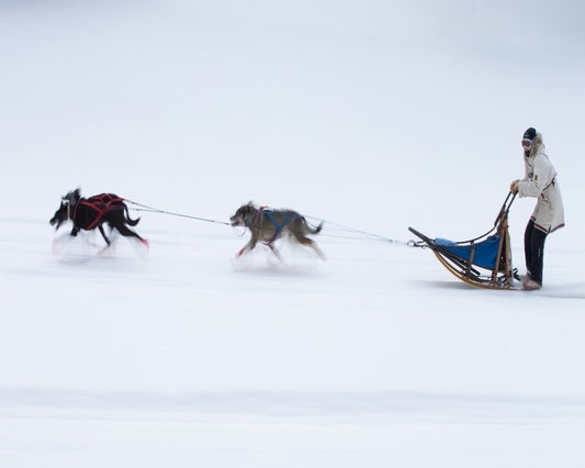 Sled Dogs Race