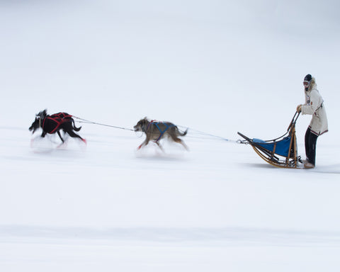 Sled Dogs Race