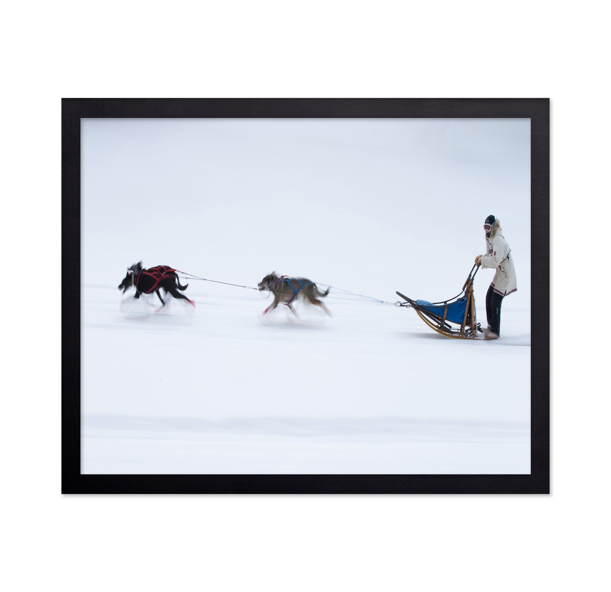 Sled Dogs Race