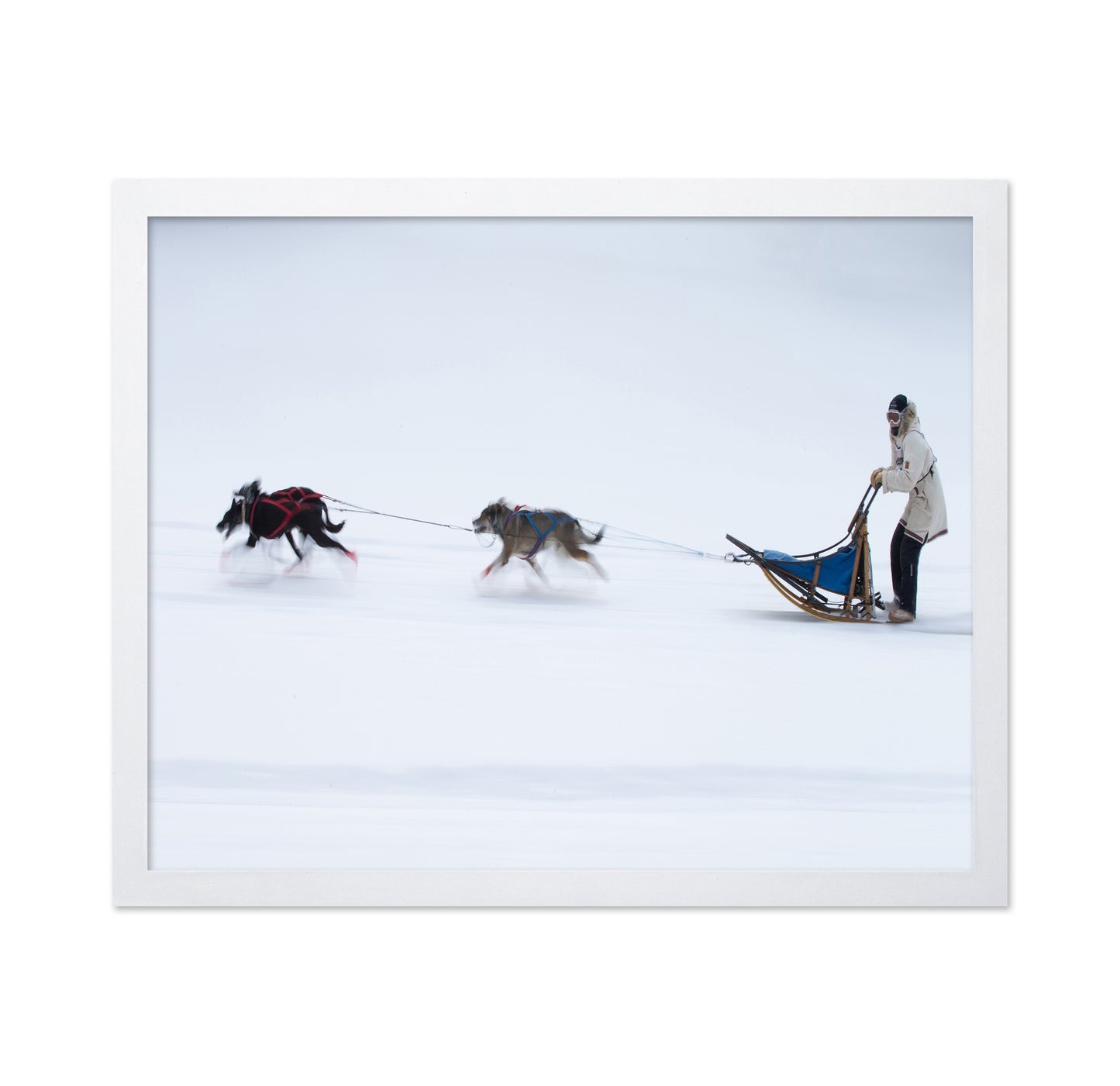 Sled Dogs Race