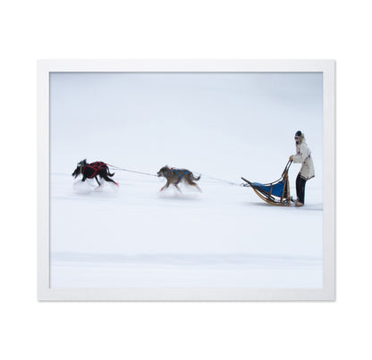 Sled Dogs Race