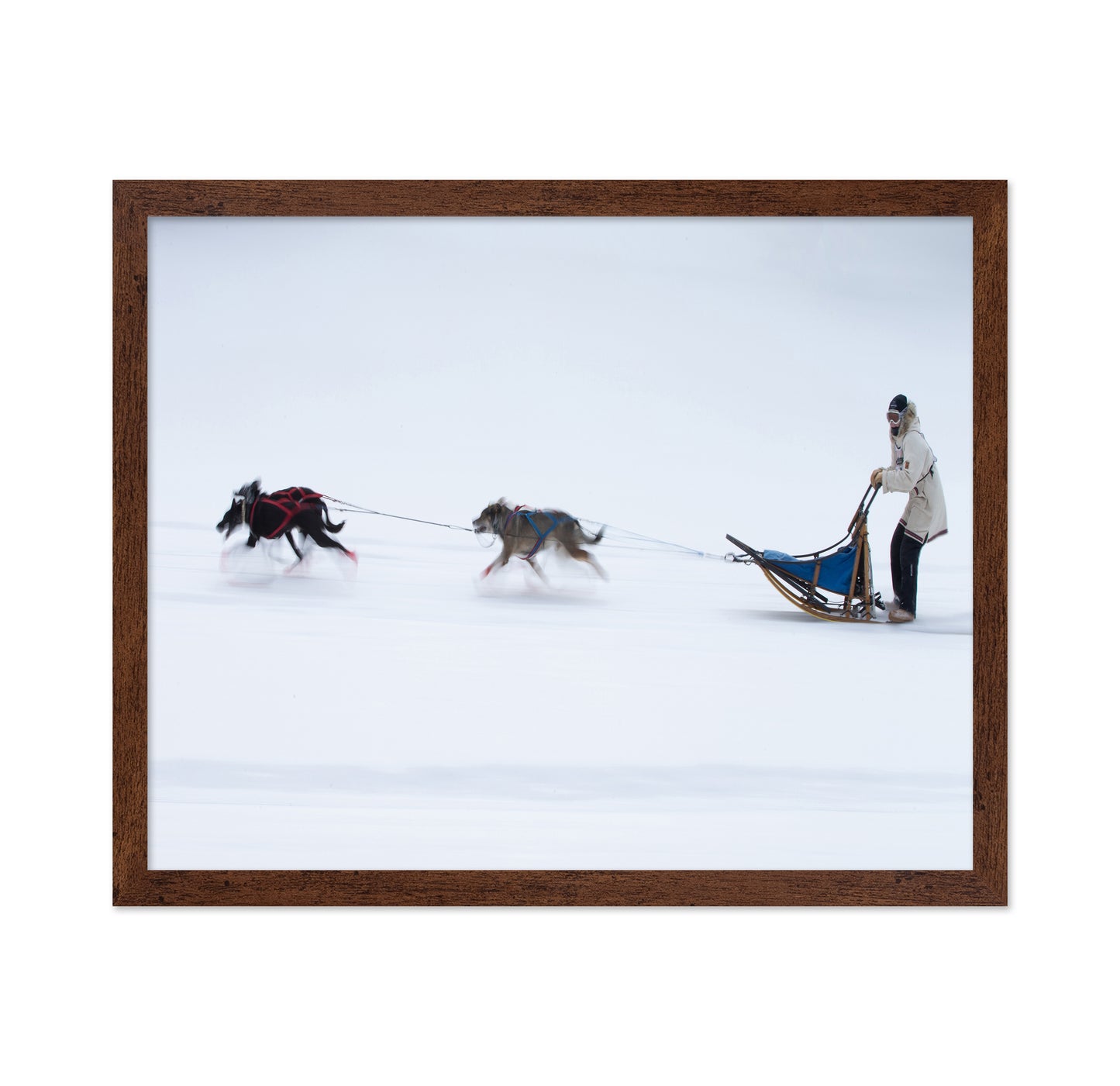 Sled Dogs Race