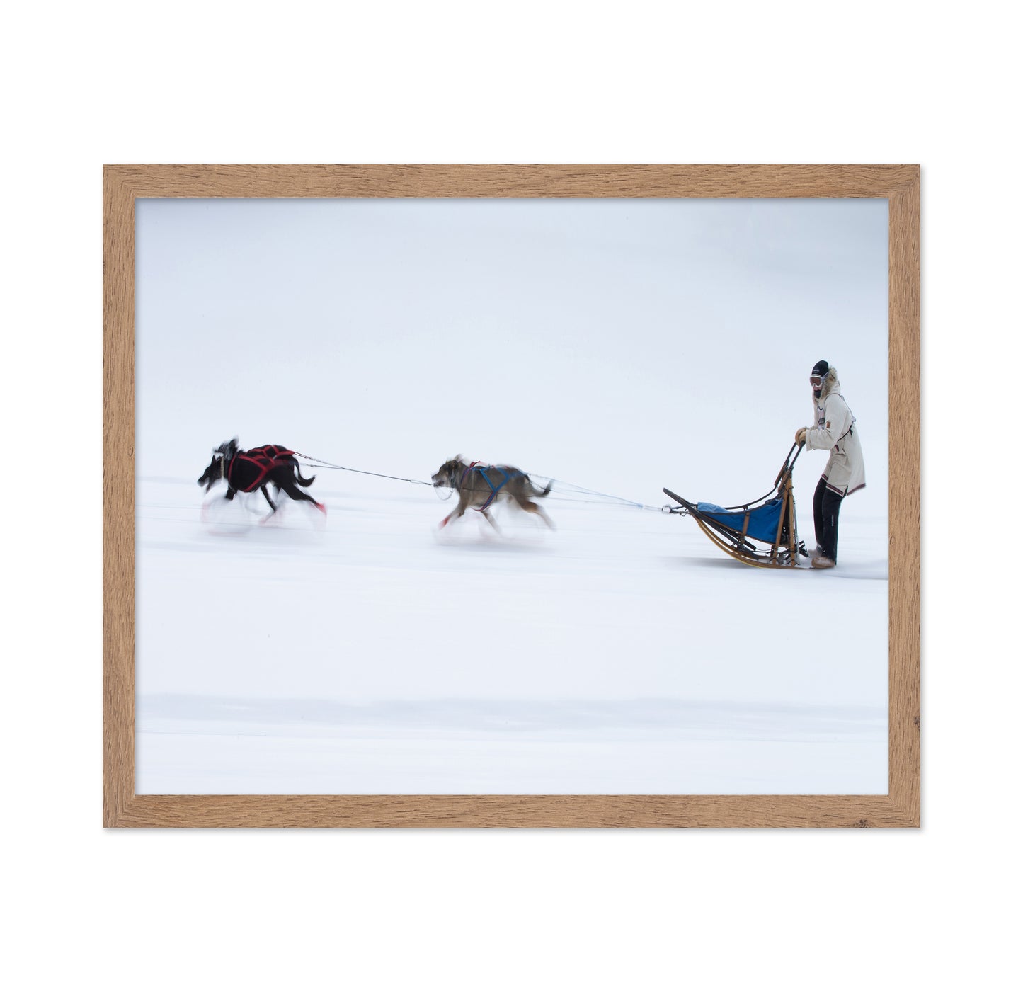 Sled Dogs Race