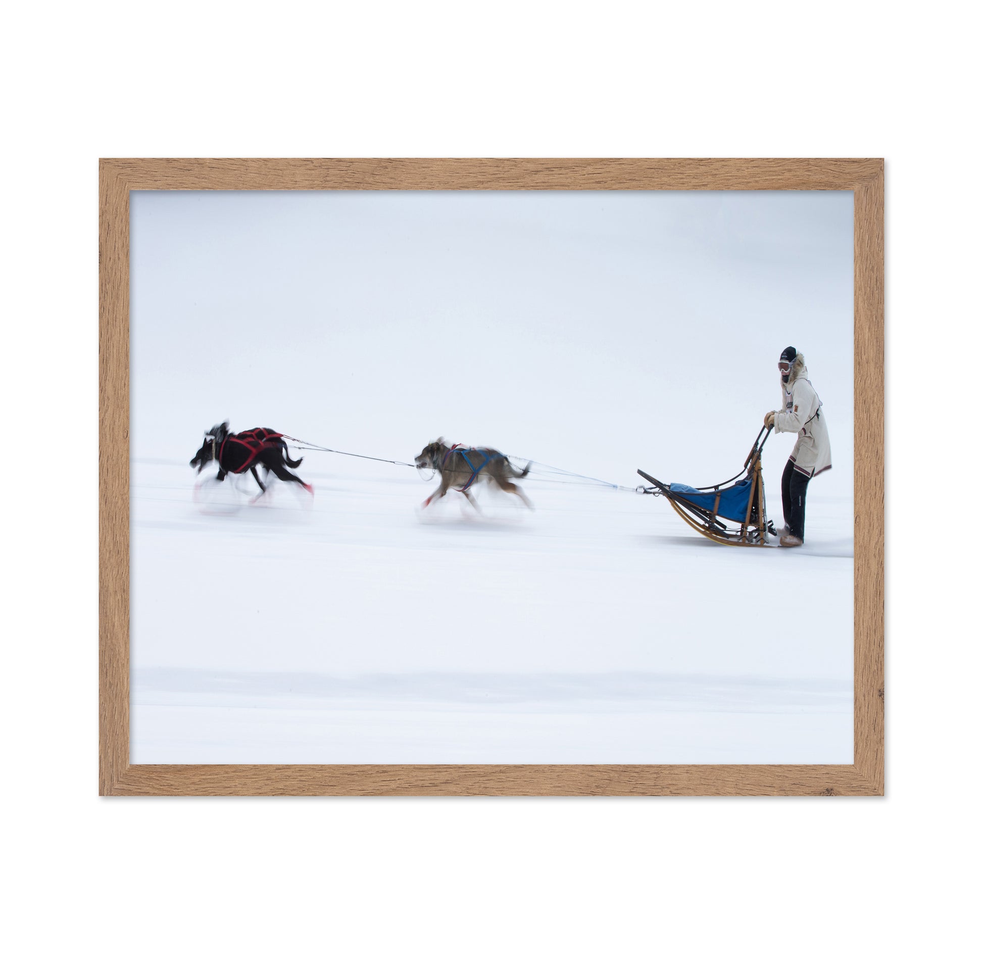 Sled Dogs Race
