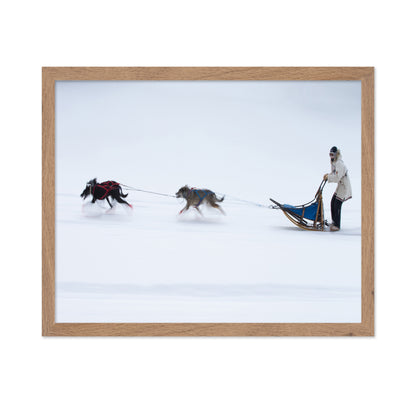 Sled Dogs Race