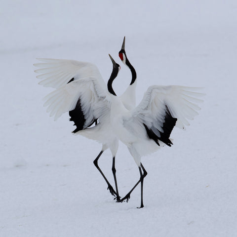 Dancing In The Snow