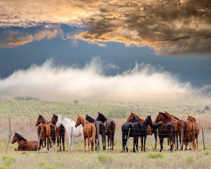 Horse Herd
