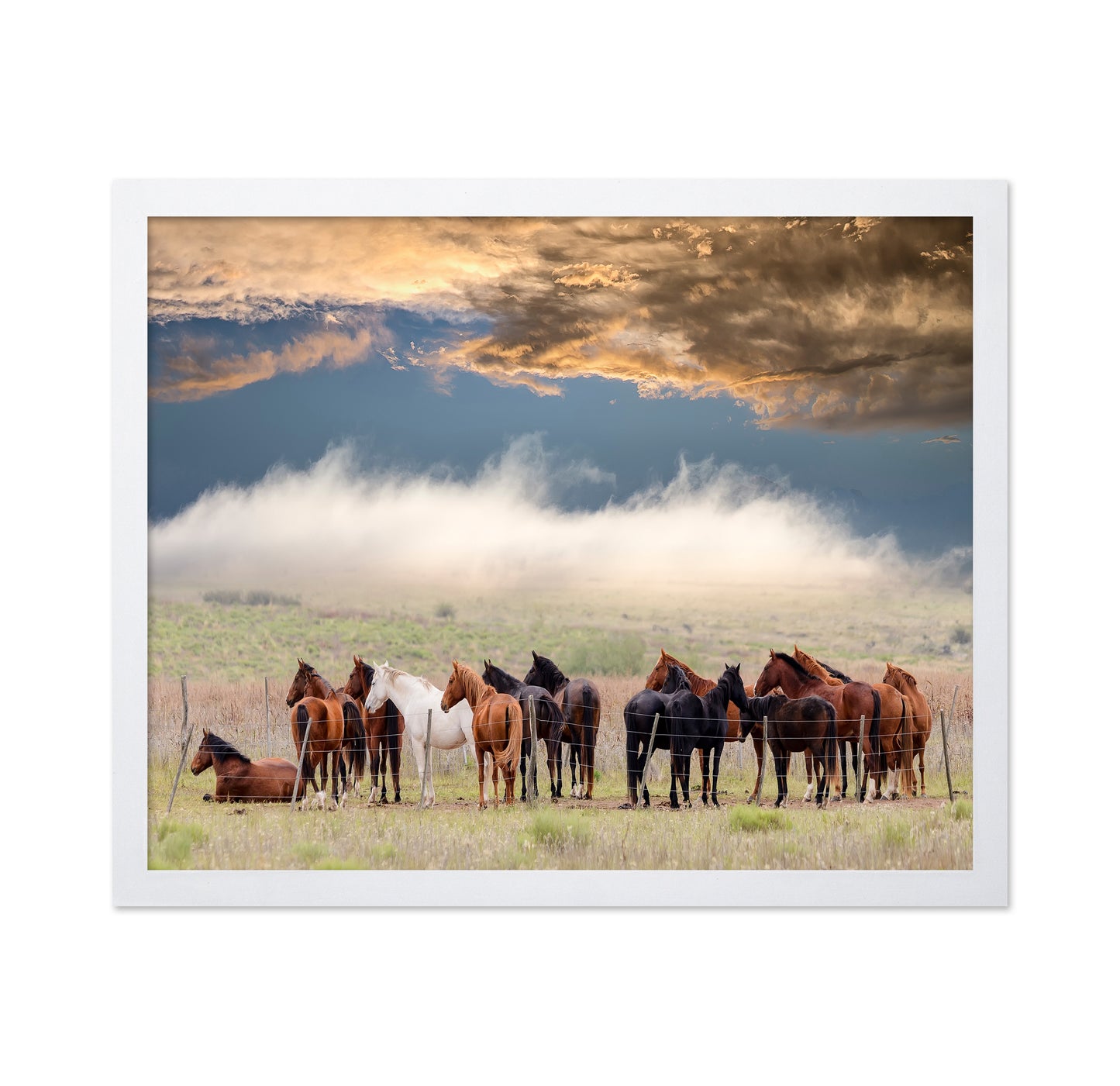 Horse Herd