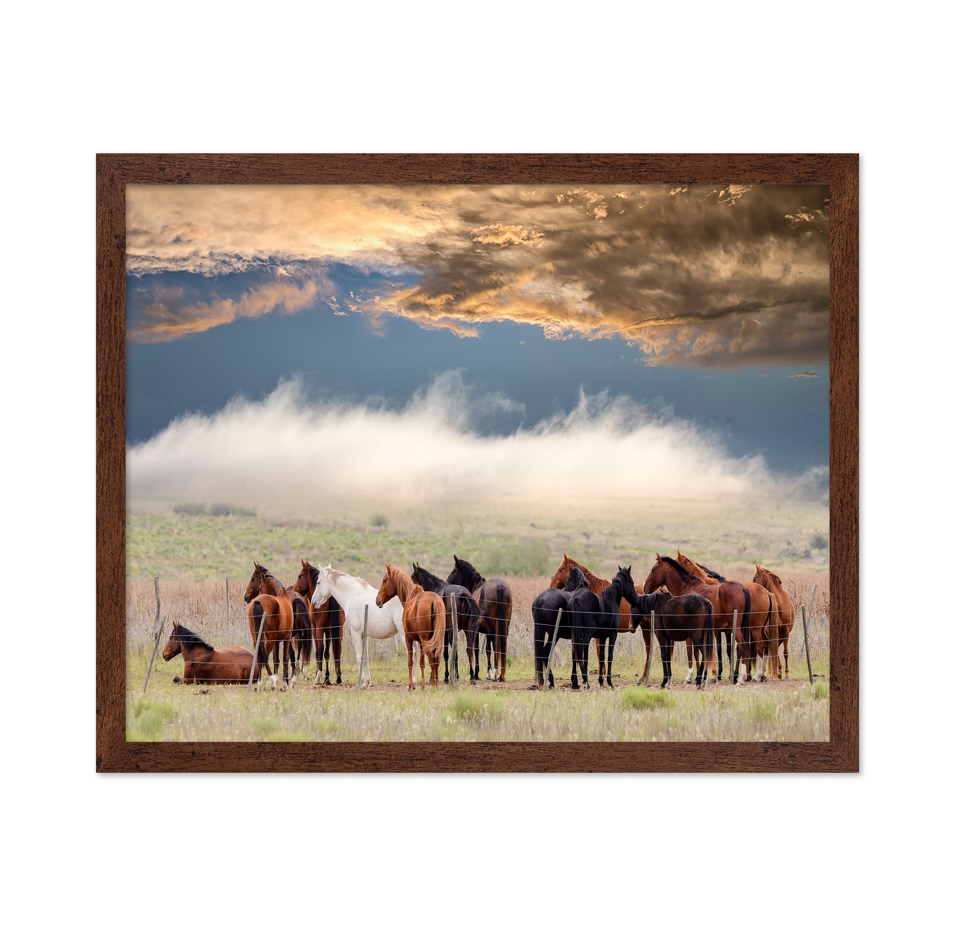 Horse Herd
