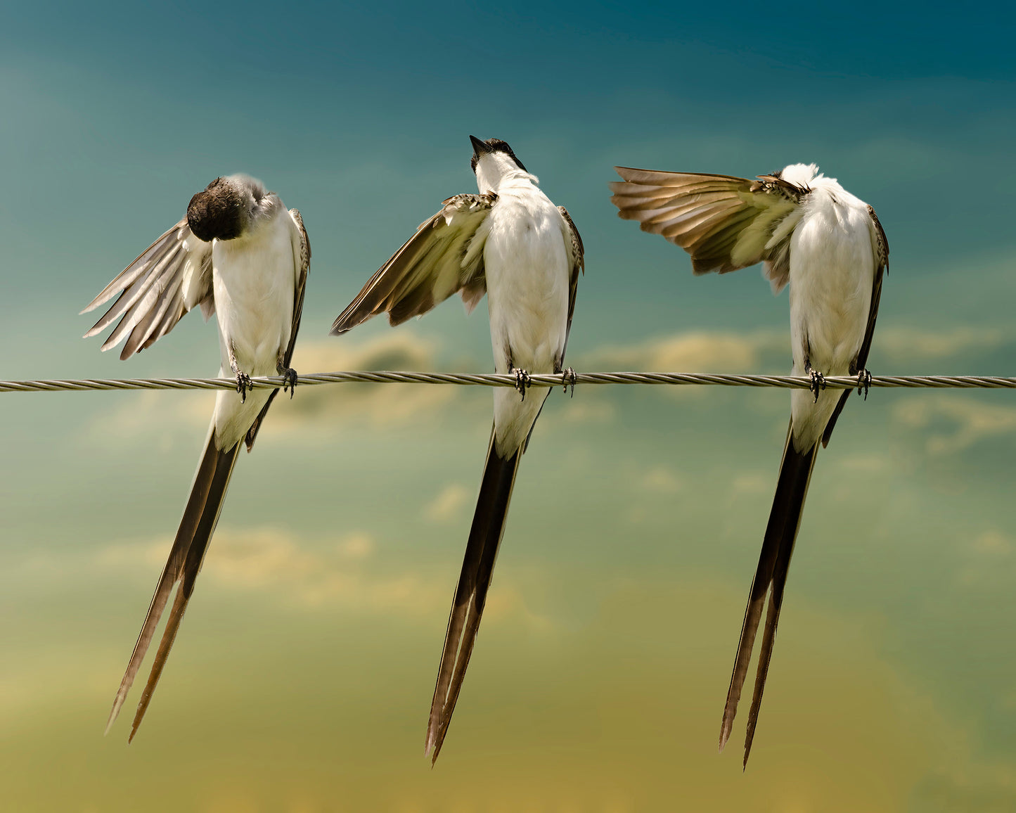 Fork Tailed