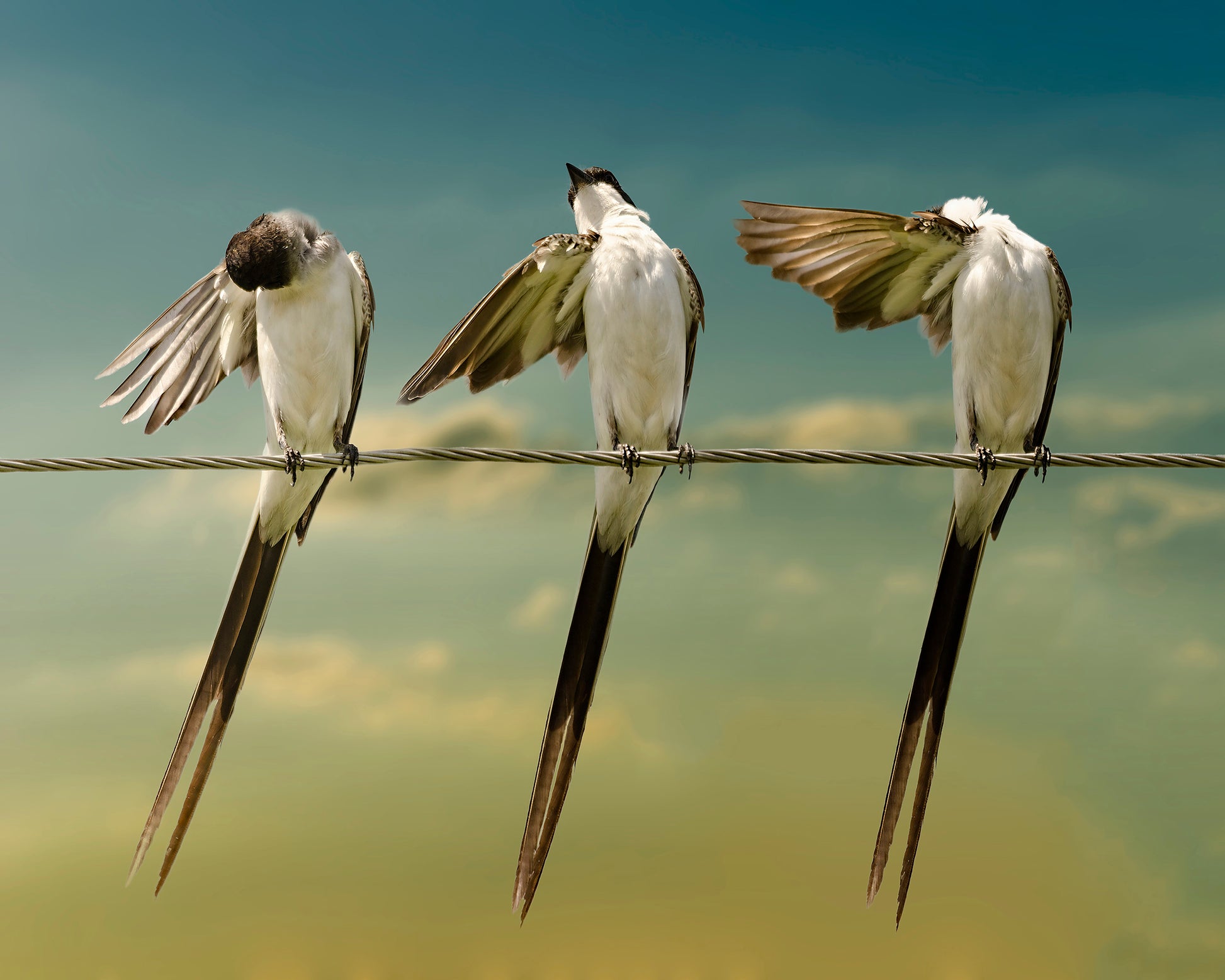 Fork Tailed