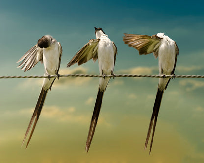 Fork Tailed