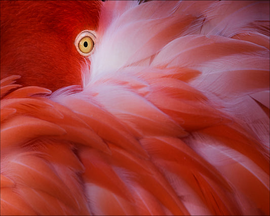 Flamingo Eye