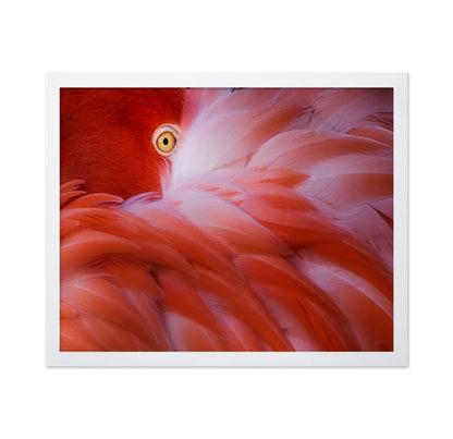 Flamingo Eye