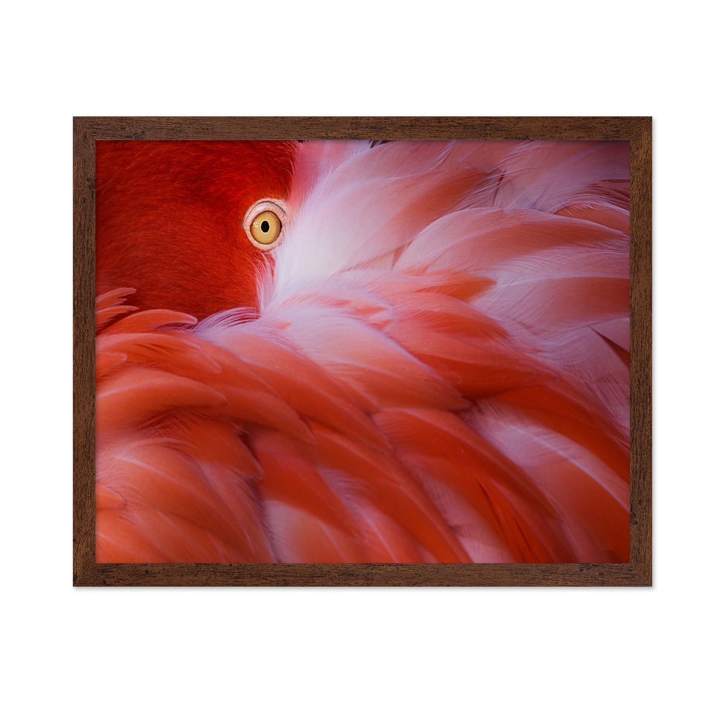 Flamingo Eye
