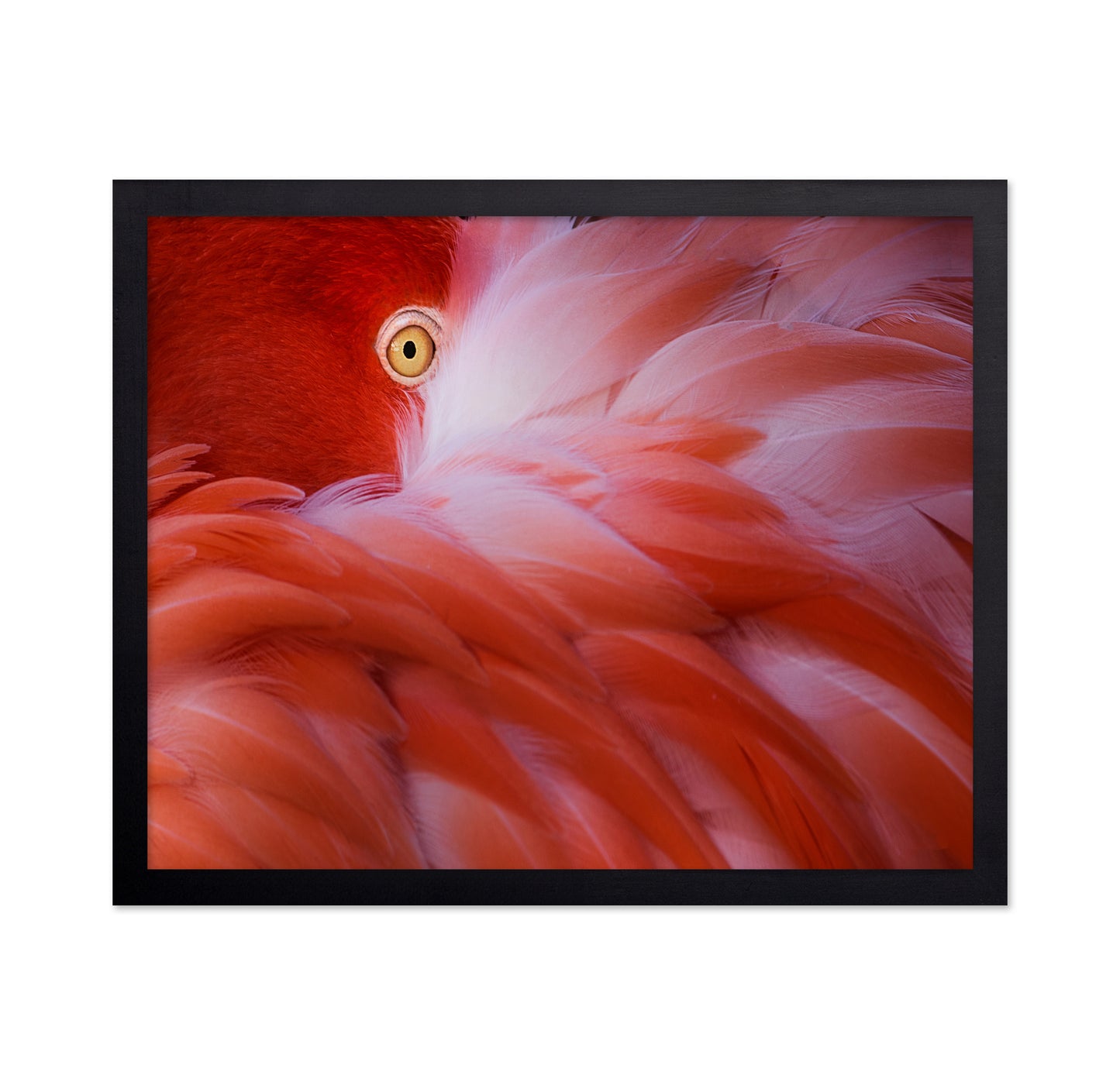 Flamingo Eye