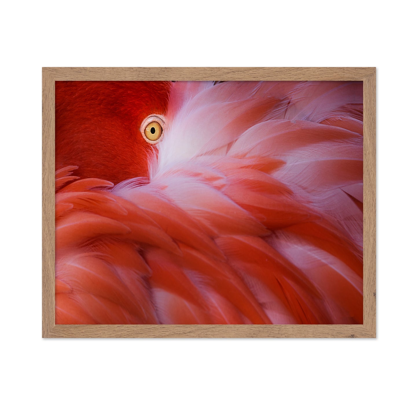 Flamingo Eye