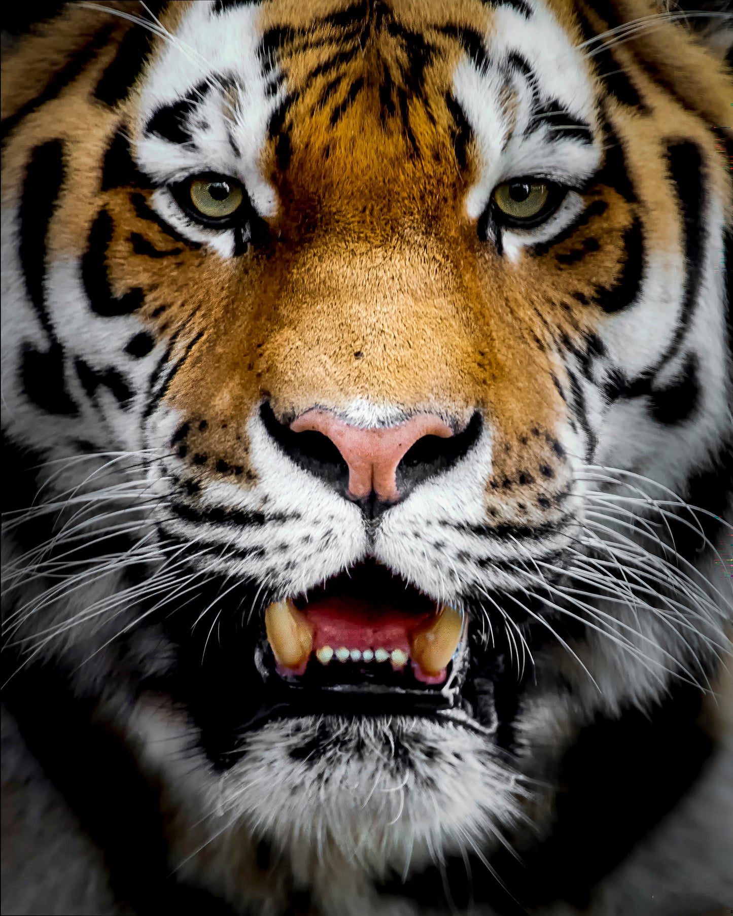 Intense Tiger Portrait