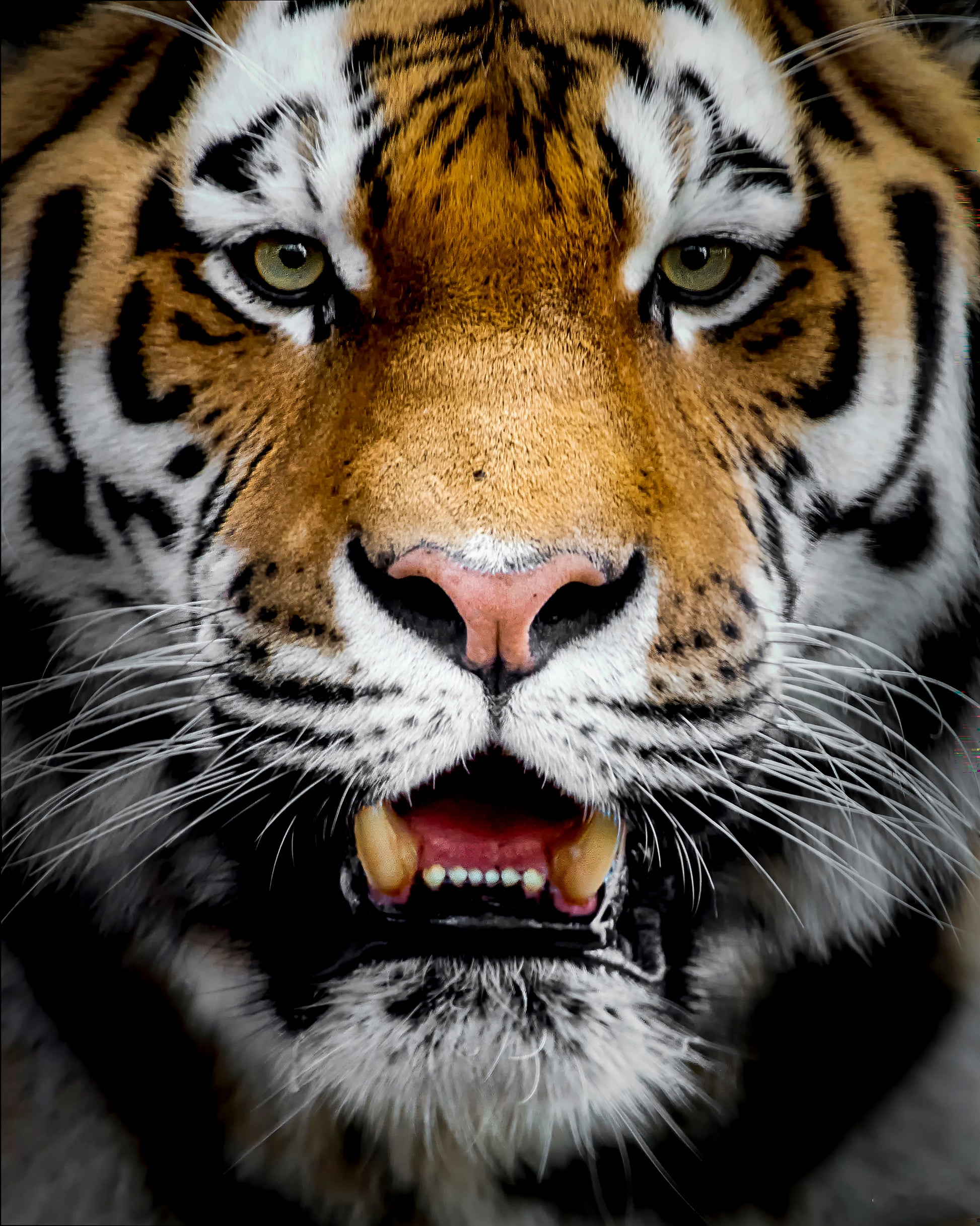 Intense Tiger Portrait