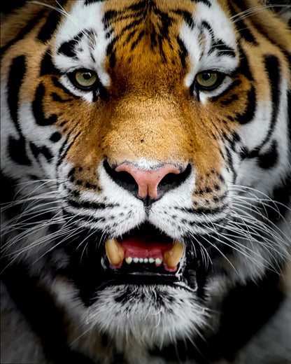 Intense Tiger Portrait