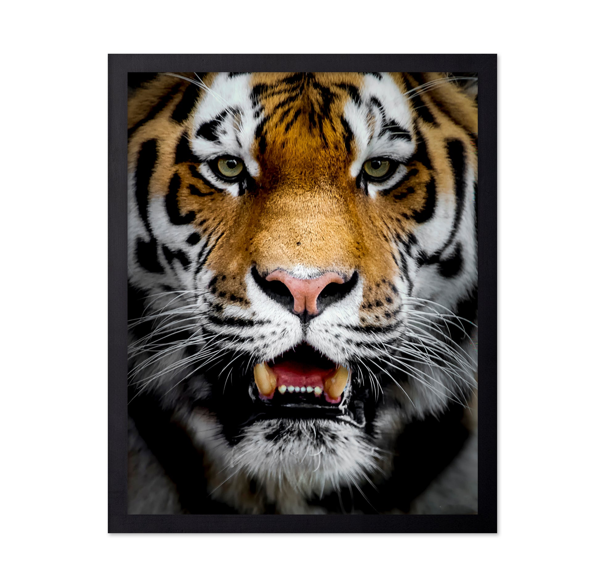 Intense Tiger Portrait