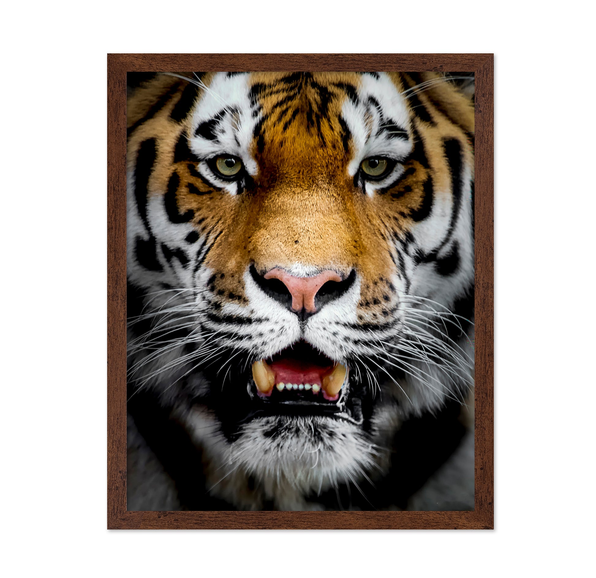 Intense Tiger Portrait