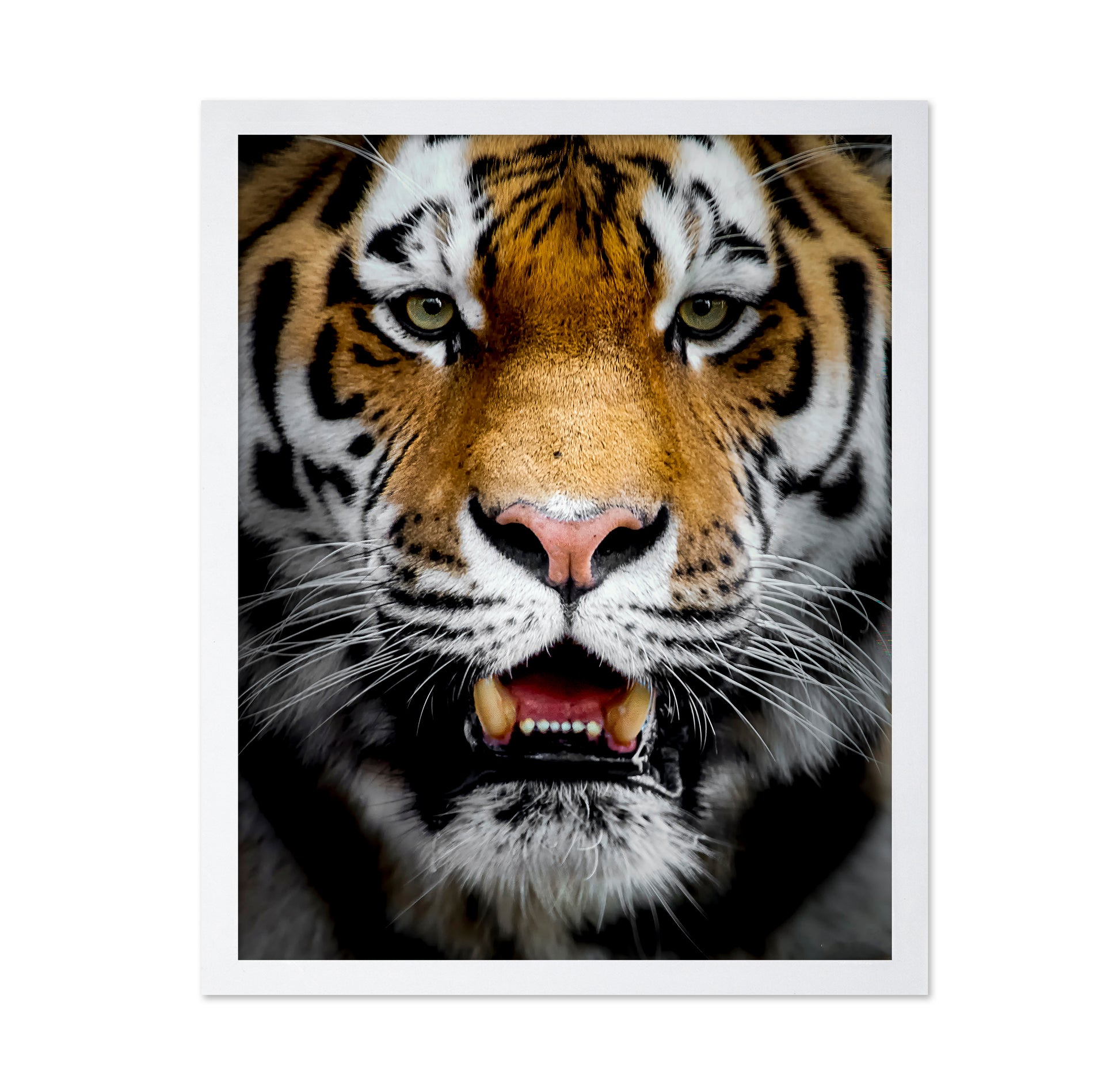 Intense Tiger Portrait
