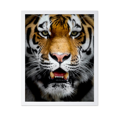 Intense Tiger Portrait