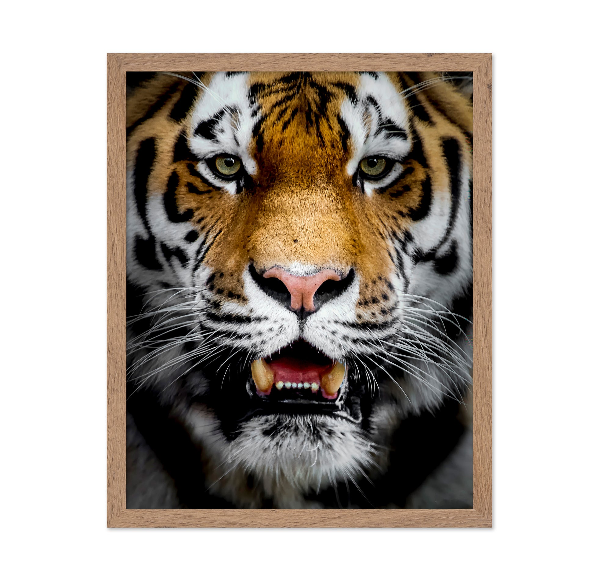 Intense Tiger Portrait